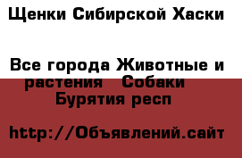 Щенки Сибирской Хаски - Все города Животные и растения » Собаки   . Бурятия респ.